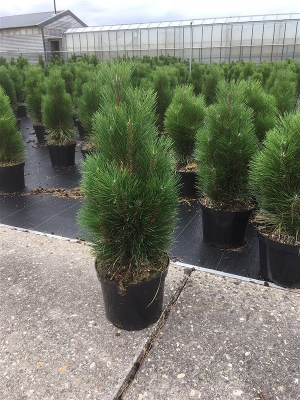 Pinus nigra 'Richard' - C7.5 50-60 CM